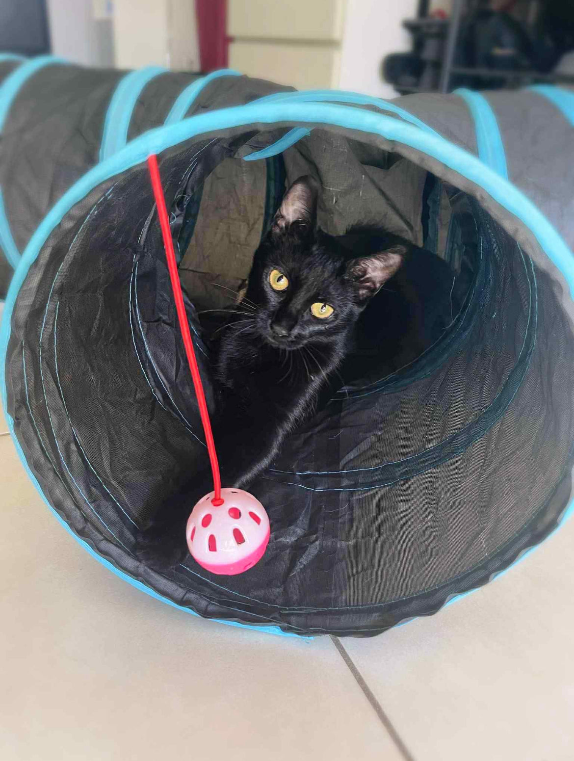 Tunnel de jeu pliable à 3 sorties pour chat - Jeu stimulant et anti ennui