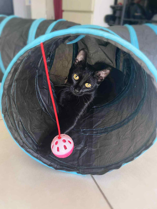 Tunnel de jeu pliable à 3 sorties pour chat - Jeu stimulant et anti ennui