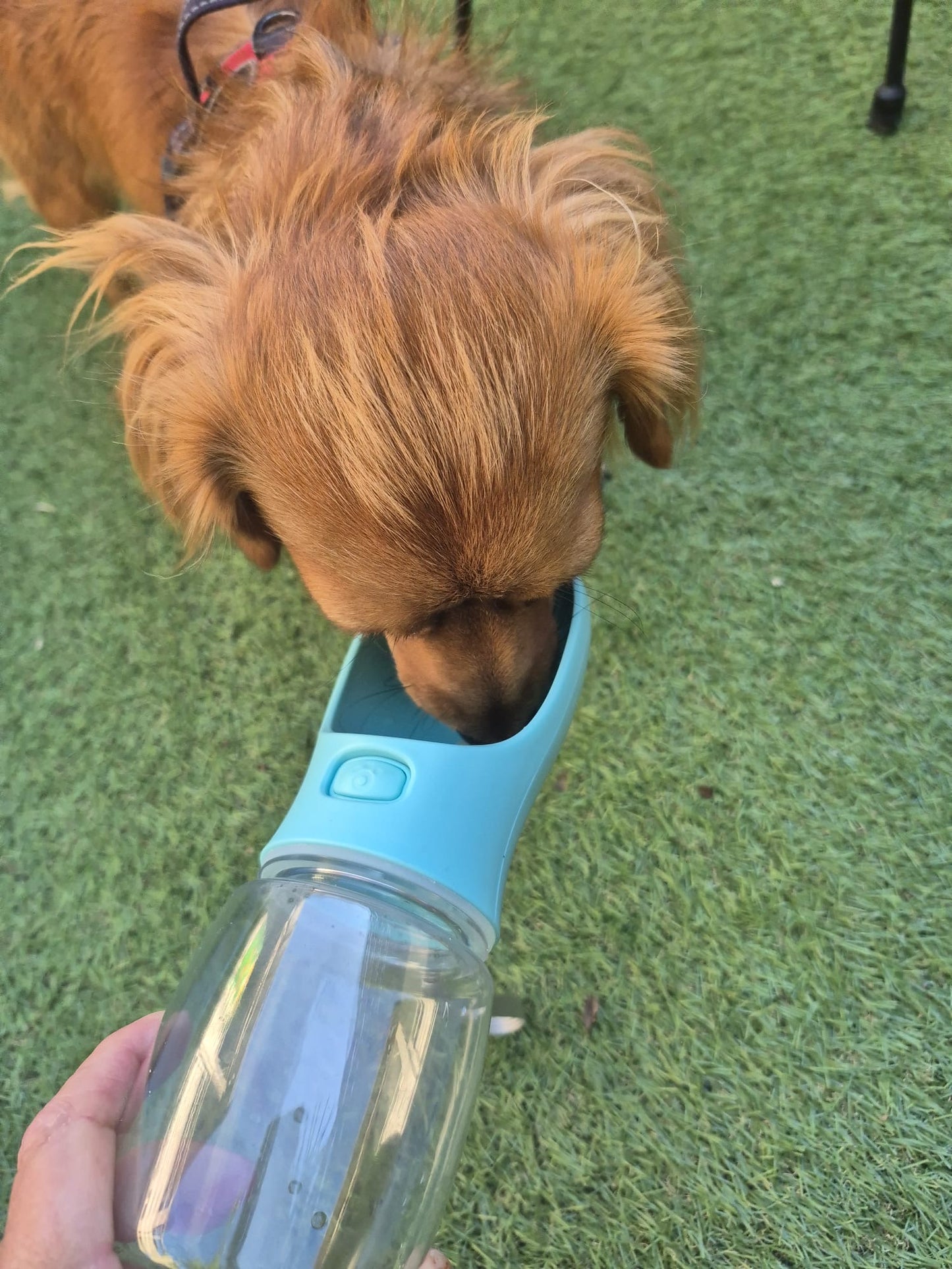 Gourde de voyage 2 en 1 – Adapté pour chien & chat