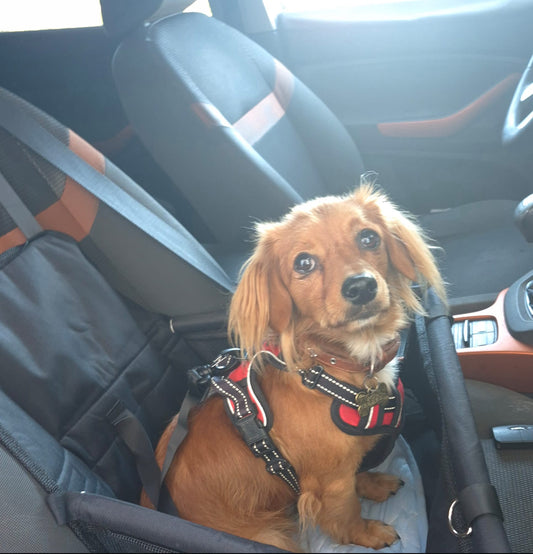 Siège auto pliant et confort – Adapté au petit chien